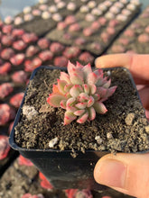 Load image into Gallery viewer, Echeveria Mebina (mini succulent) - April Farm/Rare Succulents