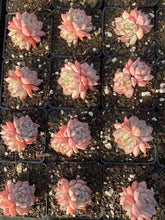 Load image into Gallery viewer, Echeveria Prism - April Farm/Rare Succulents