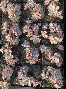 Echeveria subcorymbosa lau 026 cluster - April Farm/Rare Succulents