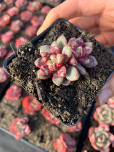 Load image into Gallery viewer, Echeveria “Echo" - April Farm/Rare Succulents