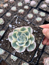 Load image into Gallery viewer, Echeveria Lenore Dean (CC) - April Farm/Rare Succulents