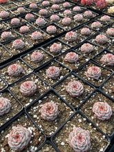 Load image into Gallery viewer, Echeveria Red Velvet (mini succulent green in summer) - April Farm/Rare Succulents