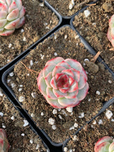 Load image into Gallery viewer, Echeveria Red Velvet (mini succulent green in summer) - April Farm/Rare Succulents