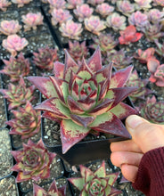 Load image into Gallery viewer, Echeveria Agavoides Ebony sp. - April Farm/Rare Succulents