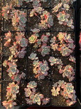 Load image into Gallery viewer, Echeveria subcorymbosa lau 026 cluster - April Farm/Rare Succulents
