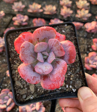 Load image into Gallery viewer, Echeveria Heart Delight - April Farm/Rare Succulents