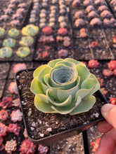 Load image into Gallery viewer, Greenovia aurea - April Farm/Rare Succulents