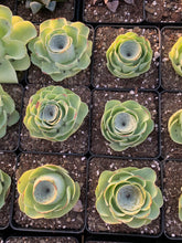 Load image into Gallery viewer, Greenovia aurea - April Farm/Rare Succulents