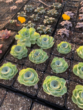 Load image into Gallery viewer, Greenovia aurea - April Farm/Rare Succulents