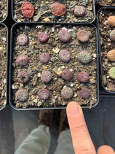 Load image into Gallery viewer, Conophytum minimum wittebergense single head - April Farm/Rare Succulents