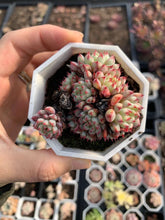 Load image into Gallery viewer, Echeveria Minima old version - April Farm/Rare Succulents