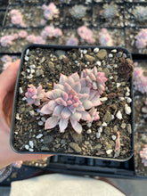 Load image into Gallery viewer, Echeveria Variegated Prolifica - April Farm/Rare Succulents