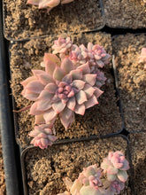 Load image into Gallery viewer, Echeveria Variegated Prolifica - April Farm/Rare Succulents