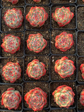 Load image into Gallery viewer, Echeveria Chihuahuaensis - April Farm/Rare Succulents