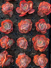 Load image into Gallery viewer, Echeveria Sunyan - April Farm/Rare Succulents