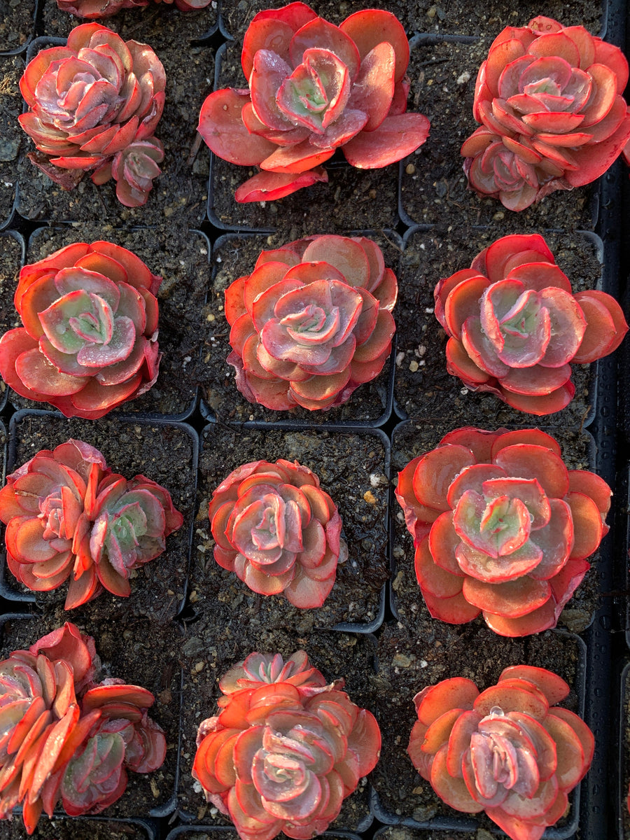 sunyan succulent Echeveria Sunyan