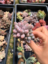Load image into Gallery viewer, Pachyphytum 'Machucae' (Baby Finger) - April Farm/Rare Succulents