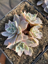 Load image into Gallery viewer, Echeveria Silver Queen Variegated(cluster may fall apart) - April Farm/Rare Succulents