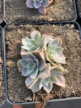 Load image into Gallery viewer, Echeveria Silver Queen Variegated(cluster may fall apart) - April Farm/Rare Succulents