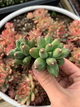 Load image into Gallery viewer, Pachyphytum Compactum - April Farm/Rare Succulents
