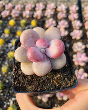 Load image into Gallery viewer, Graptopetalum Amethystinum - April Farm/Rare Succulent