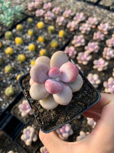 Load image into Gallery viewer, Graptopetalum Amethystinum - April Farm/Rare Succulent