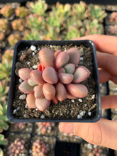 Load image into Gallery viewer, Graptoveria 'Avant-garde' - April Farm/Rare Succulents