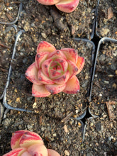 Load image into Gallery viewer, Echeveria Agavoides Ebony sp. Hoku - April Farm/Rare Succulents