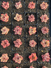 Load image into Gallery viewer, Echeveria Agavoides Ebony sp. Hoku - April Farm/Rare Succulents