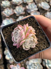 Load image into Gallery viewer, Echeveria White Elegans sp. (mini succulent) - April Farm/Rare Succulents