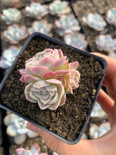 Load image into Gallery viewer, Echeveria White Elegans sp. (mini succulent) - April Farm/Rare Succulents