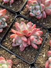 Load image into Gallery viewer, Echeveria Iceberg "Alba Beauty" - April Farm/Rare Succulents