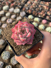 Load image into Gallery viewer, Echeveria Elegans sp. Peach Queen - April Farm/Rare Succulents