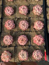Load image into Gallery viewer, Echeveria Elegans sp. Peach Queen - April Farm/Rare Succulents