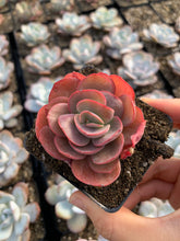 Load image into Gallery viewer, Echeveria Sunyan single head cutting - April Farm/Rare Succulents