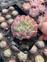 Load image into Gallery viewer, Echeveria Fly to the sky - April Farm/Rare Succulents