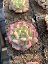 Load image into Gallery viewer, Echeveria Fly to the sky - April Farm/Rare Succulents