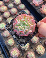 Load image into Gallery viewer, Echeveria Fly to the sky - April Farm/Rare Succulents