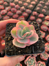 Load image into Gallery viewer, Echeveria Variegated Sunyan single head - April Farm/Rare Succulents