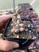 Load image into Gallery viewer, Pachyphytum garciae “apple cheese” - April Farm/Rare Succulents