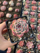 Load image into Gallery viewer, Echeveria Chihuahuaensis - April Farm/Rare Succulents