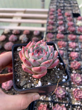Load image into Gallery viewer, Echeveria Chihuahuaensis - April Farm/Rare Succulents