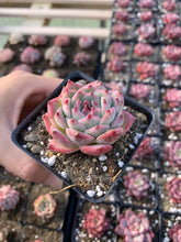Load image into Gallery viewer, Echeveria Chihuahuaensis - April Farm/Rare Succulents