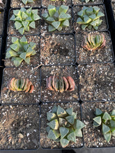 Load image into Gallery viewer, Haworthia Truncata "Green" - April Farm/Rare Succulents