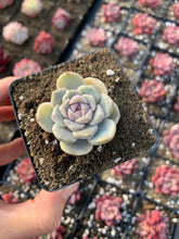 Load image into Gallery viewer, Echeveria Tiny Burger (mini succulent single head) - April Farm/Rare Succulents