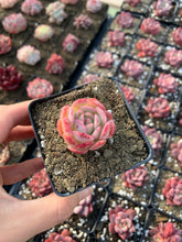 Load image into Gallery viewer, Echeveria Strawberry ice(mini succulent) - April Farm/Rare Succulents
