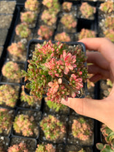 Load image into Gallery viewer, Aeonium sedifolium variegated - April Farm/Rare Succulents