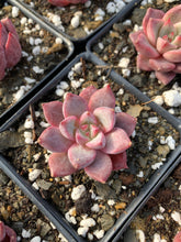 Load image into Gallery viewer, Echeveria Pink 'Zaragosa' x Elegans - April Farm/Rare Succulents