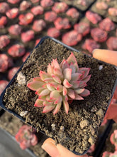 Load image into Gallery viewer, Echeveria Mebina (mini succulent) - April Farm/Rare Succulents