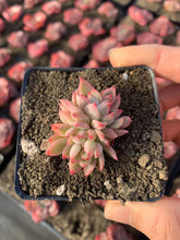 Load image into Gallery viewer, Echeveria Mebina (mini succulent) - April Farm/Rare Succulents